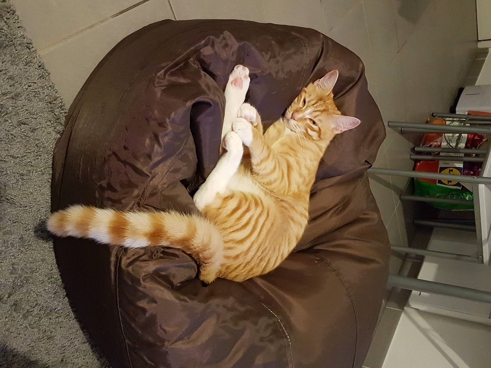 Bambou participe au concours pour gagner de l'argent avec cette photo : bed, carnivore, cat, cat_supply, claw, comfort, domestic_short_haired_cat, felidae, fur, hardwood, linens, nap, paw, room, shelf, small_to_medium_sized_cats, tail, whiskers, wood