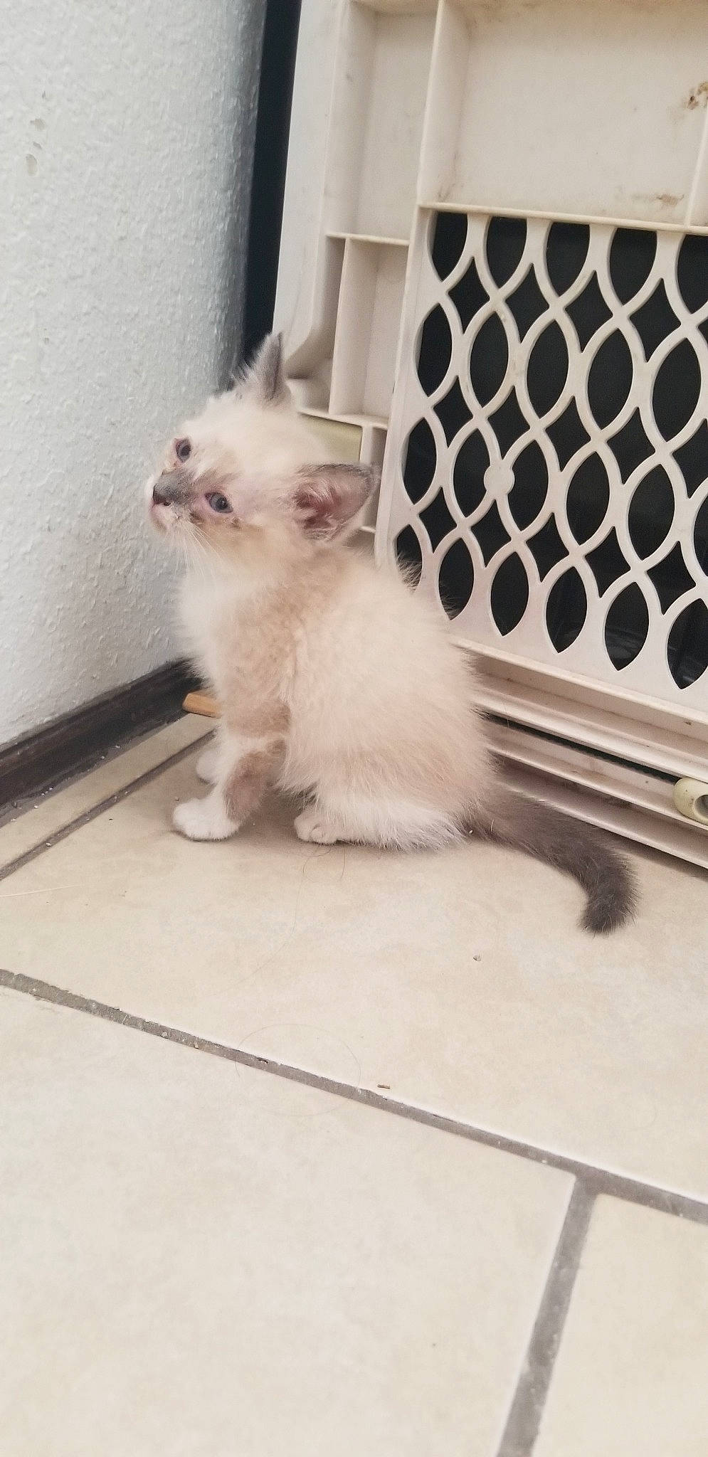 Dandelion joined the competition — help win amazing prizes! american_curl, birman, canidae, carnivore, cat, companion_dog, fawn, felidae, himalayan, kitten, mammal, munchkin, persian, puppy, ragdoll, small_to_medium_sized_cats, turkish_angora, whiskers