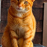 Garfield is registered to the contest to win money with this photo: cat, orange_tabby, sitting, tail, paws, fur, whiskers, ears, eyes, head_tilt, curious, indoor, wooden_background, black_surface, pet, animal, feline, close_up, portrait, domestic_cat