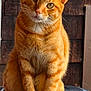 cat, orange_tabby, sitting, tail, paws, fur, whiskers, ears, eyes, head_tilt, curious, indoor, wooden_background, black_surface, pet, animal, feline, close_up, portrait, domestic_cat