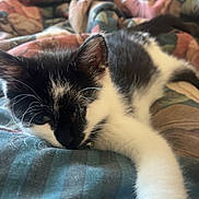 Vogue joined the competition — help win amazing prizes! kitten, cat, black_and_white, pet, sleepy, stretching, blanket, cozy, indoor, fur, whiskers, paw, cute, animal, resting, soft, bed, relaxing, young, feline