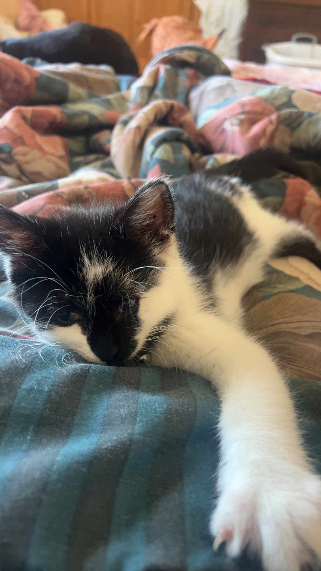 Vogue joined the competition — help win amazing prizes! kitten, cat, black_and_white, pet, sleepy, stretching, blanket, cozy, indoor, fur, whiskers, paw, cute, animal, resting, soft, bed, relaxing, young, feline