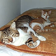 Garfield Et Rouki participe au concours pour gagner de l'argent avec cette photo : cat, tabby_cat, ginger_cat, blanket, bed, resting, indoor, pet, feline, animal, sleepy, cute, fur, whiskers, paw, relaxed, companion, cozy, laying, domestic