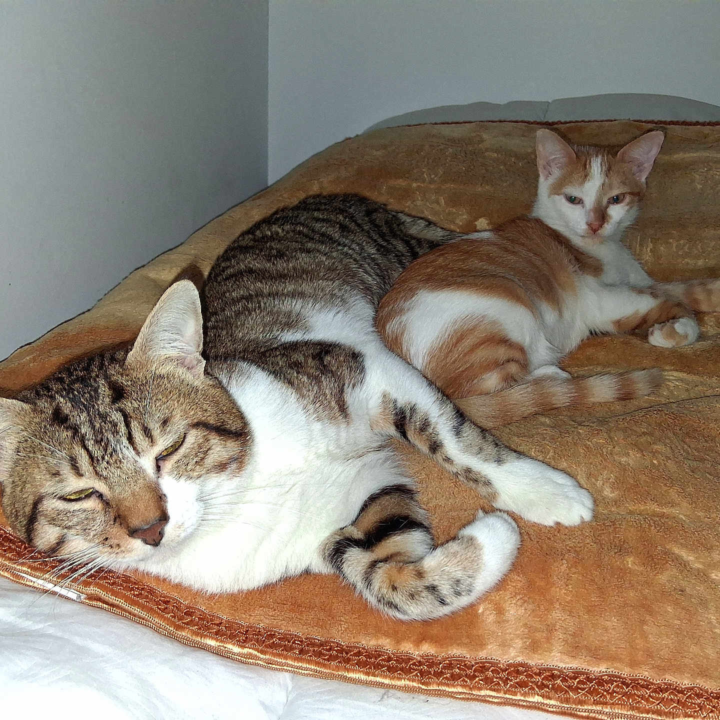 Garfield Et Rouki participe au concours pour gagner de l'argent avec cette photo : animal, bed, blanket, cat, companion, cozy, cute, domestic, feline, fur, ginger_cat, indoor, laying, paw, pet, relaxed, resting, sleepy, tabby_cat, whiskers