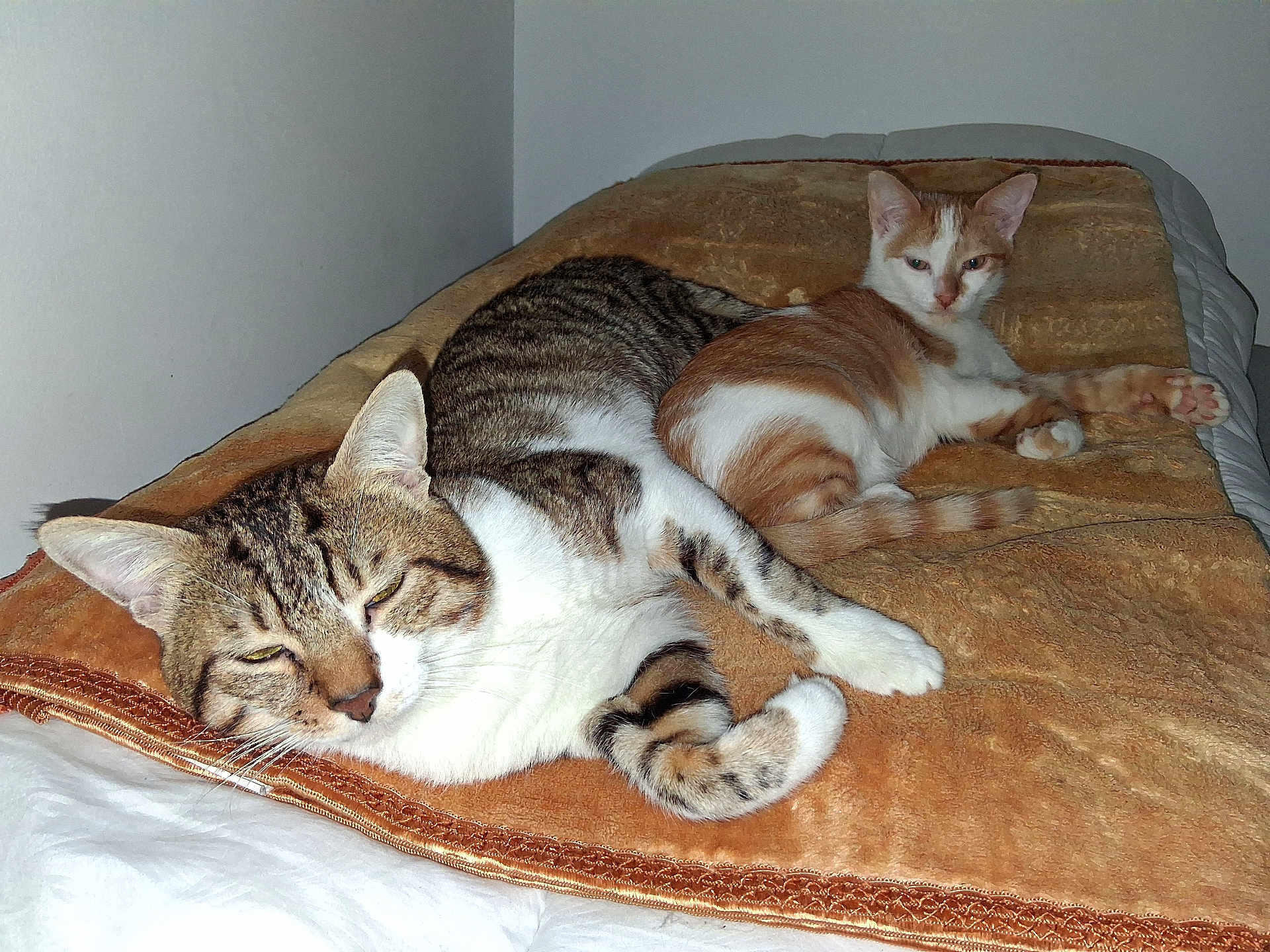 Garfield Et Rouki participe au concours pour gagner de l'argent avec cette photo : cat, tabby_cat, ginger_cat, blanket, bed, resting, indoor, pet, feline, animal, sleepy, cute, fur, whiskers, paw, relaxed, companion, cozy, laying, domestic