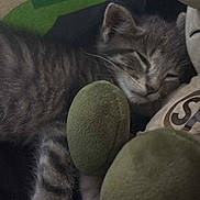 Kurt is registered to the contest to win money with this photo: kitten, sleeping, tabby, cat, plush_toy, soft, cozy, nap, indoor, fur, pet, animal, cute, resting, comfort, feline, toy, peaceful, closeup, cuddle