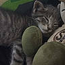 kitten, sleeping, tabby, cat, plush_toy, soft, cozy, nap, indoor, fur, pet, animal, cute, resting, comfort, feline, toy, peaceful, closeup, cuddle