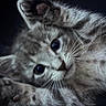 Kurt joined the competition — help win amazing prizes! kitten, cat, close_up, paw, whiskers, fur, cute, playful, pet, animal, young, portrait, indoor, feline, sleeping_position, curious, soft, small, dark_background, eyes