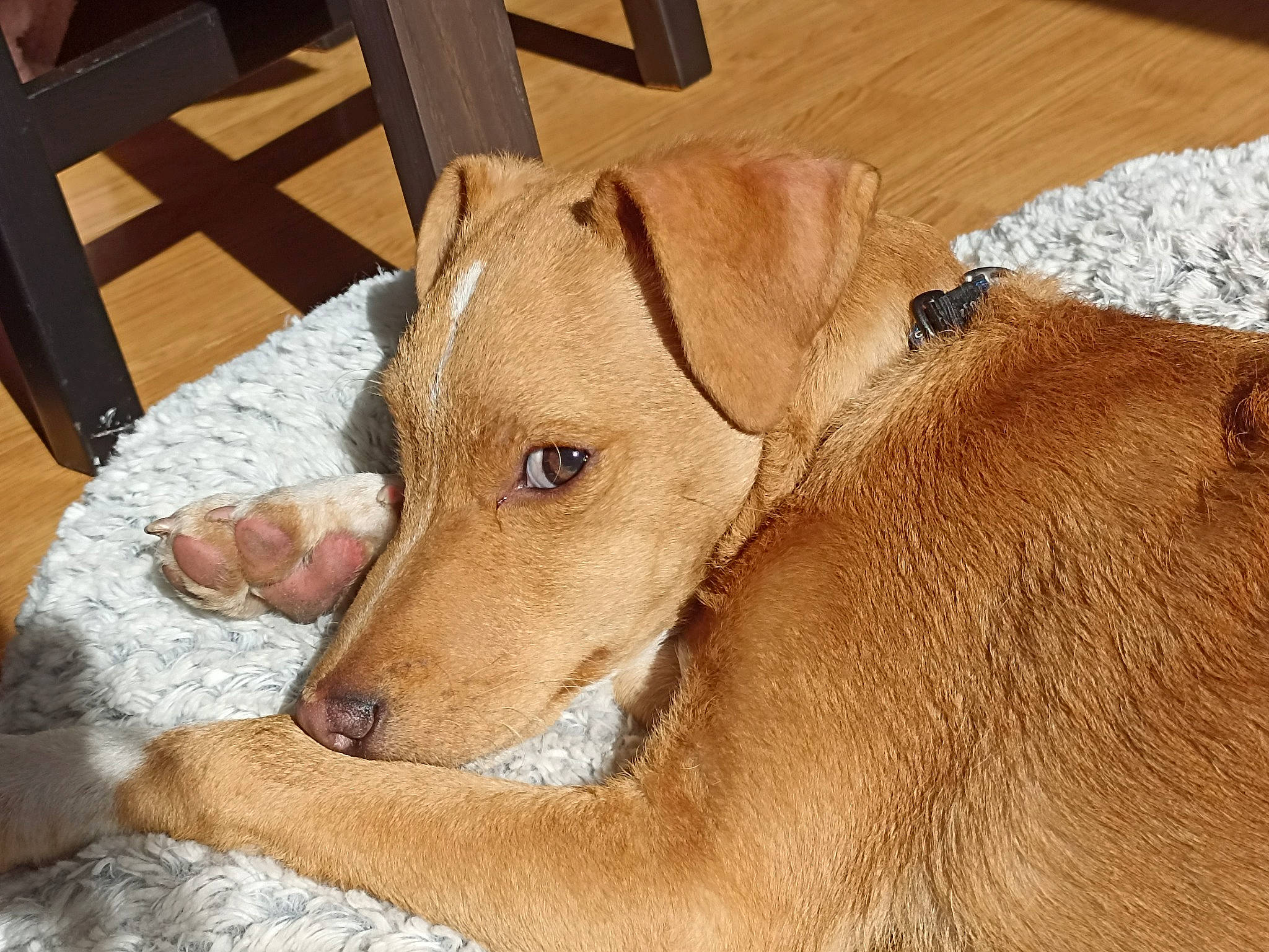 Tonnerre participe au concours pour gagner de l'argent avec cette photo : canidae, carnivore, chair, collar, companion_dog, dog, dog_breed, dog_collar, dog_supply, fawn, flooring, hardwood, liver, pet_supply, terrestrial_animal, varnish, whiskers, wood, wood_stain, working_animal