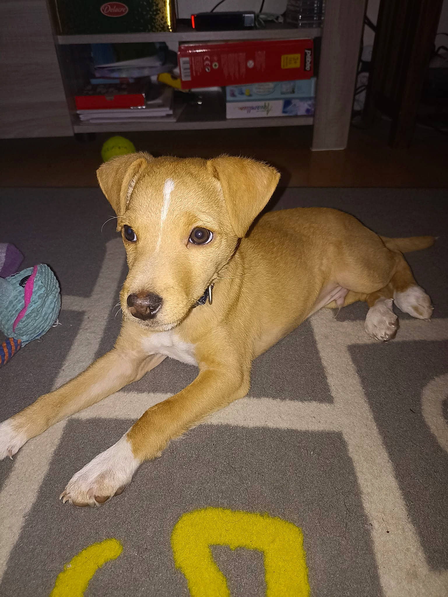 Tonnerre a rejoint le concours — aidez-le/la à gagner de superbes lots ! canidae, carnivore, companion_dog, dog, dog_breed, dog_supply, fawn, floor, flooring, hardwood, home_appliance, microwave_oven, paw, pet_supply, snout, sporting_group, tail, television, wood, working_animal