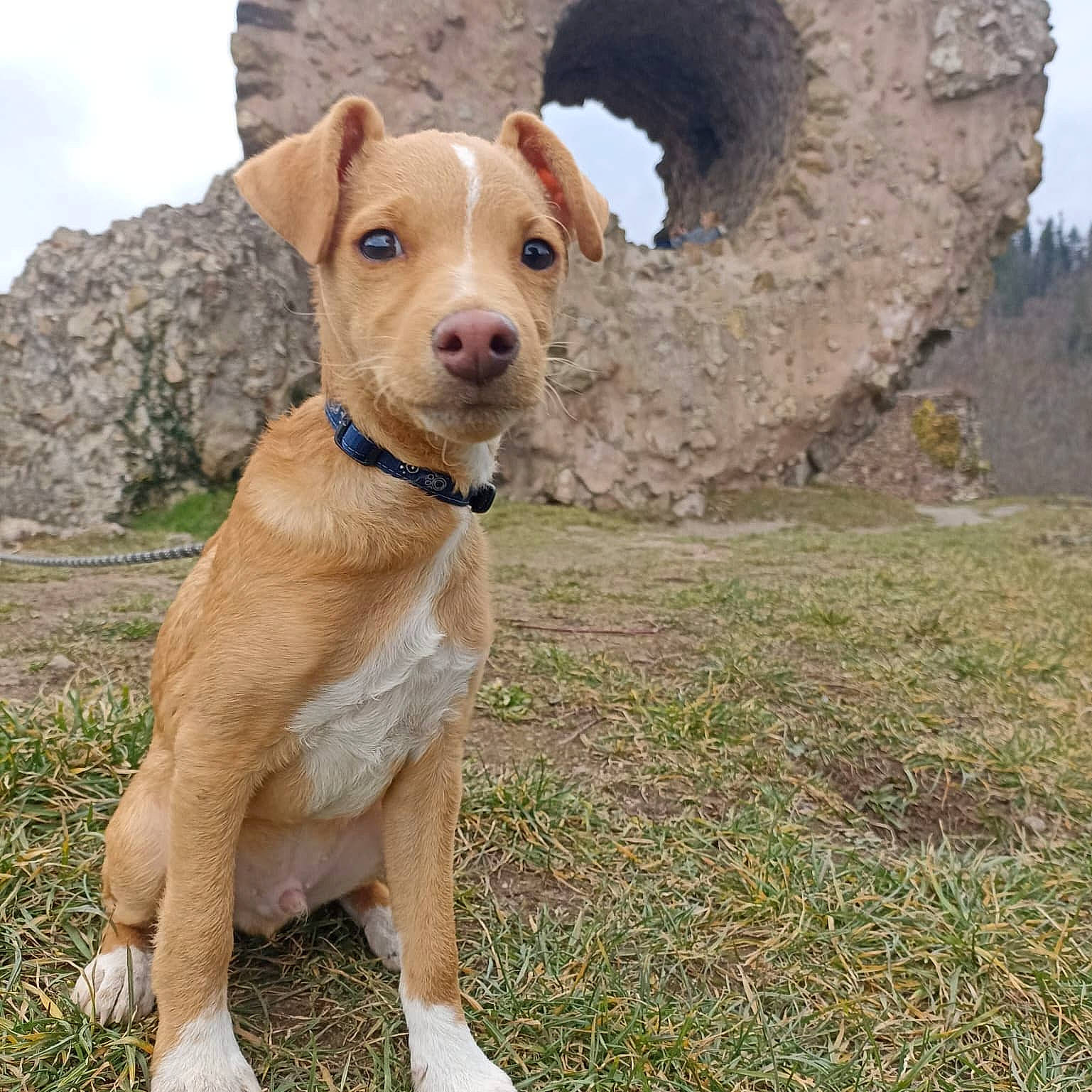 Tonnerre a rejoint le concours — aidez-le/la à gagner de superbes lots ! canidae, carnivore, cloud, collar, companion_dog, dog, dog_breed, dog_collar, dog_supply, fashion_accessory, fawn, grass, leash, liver, pet_supply, puppy, sky, snout, sporting_group, working_animal