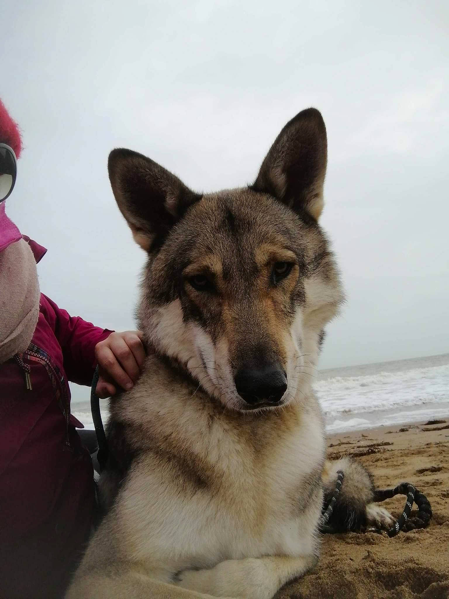 Loki a rejoint le concours — aidez-le/la à gagner de superbes lots ! beach, canidae, canis, carnivore, companion_dog, dog, dog_breed, fawn, fur, jaw, pet_supply, sky, sled_dog, snout, sporting_group, terrestrial_animal, water, wolf, working_animal, working_dog