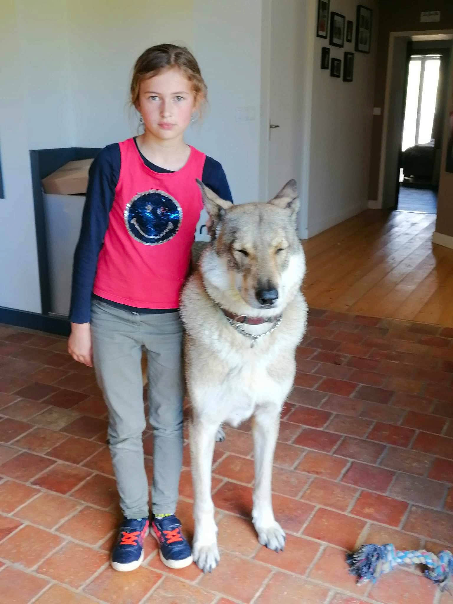 Loki a rejoint le concours — aidez-le/la à gagner de superbes lots ! canidae, canis, carnivore, companion_dog, dog, dog_breed, door, fawn, flooring, fur, hardwood, jaw, sitting, sled_dog, sporting_group, t_shirt, wolf, wood, working_animal, working_dog