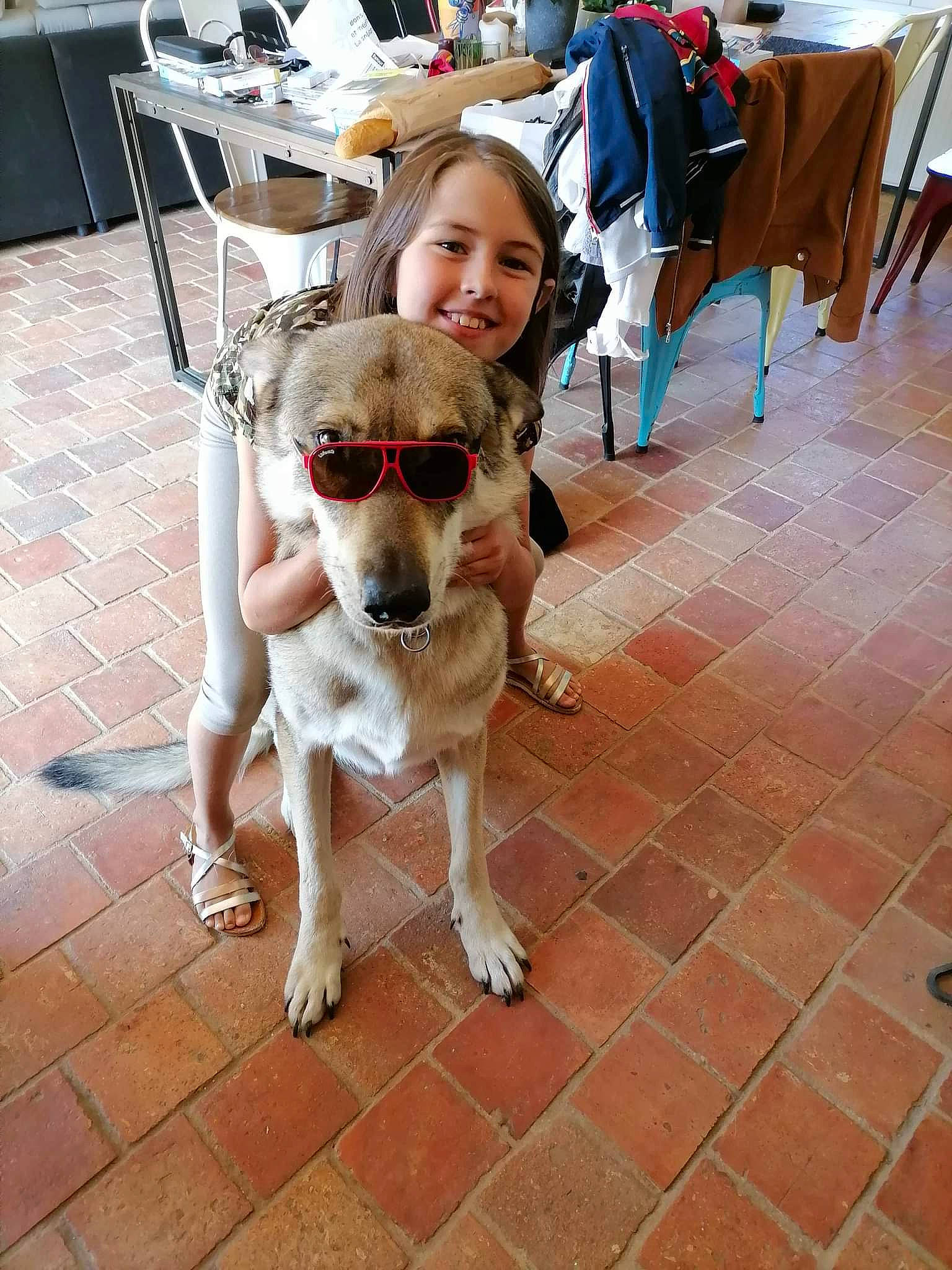 Loki participe au concours pour gagner de l'argent avec cette photo : carnivore, chair, companion_dog, dog, dog_breed, eyewear, fawn, floor, flooring, fur, furniture, glasses, hardwood, sidewalk, sunglasses, table, tail, vision_care, white, wood