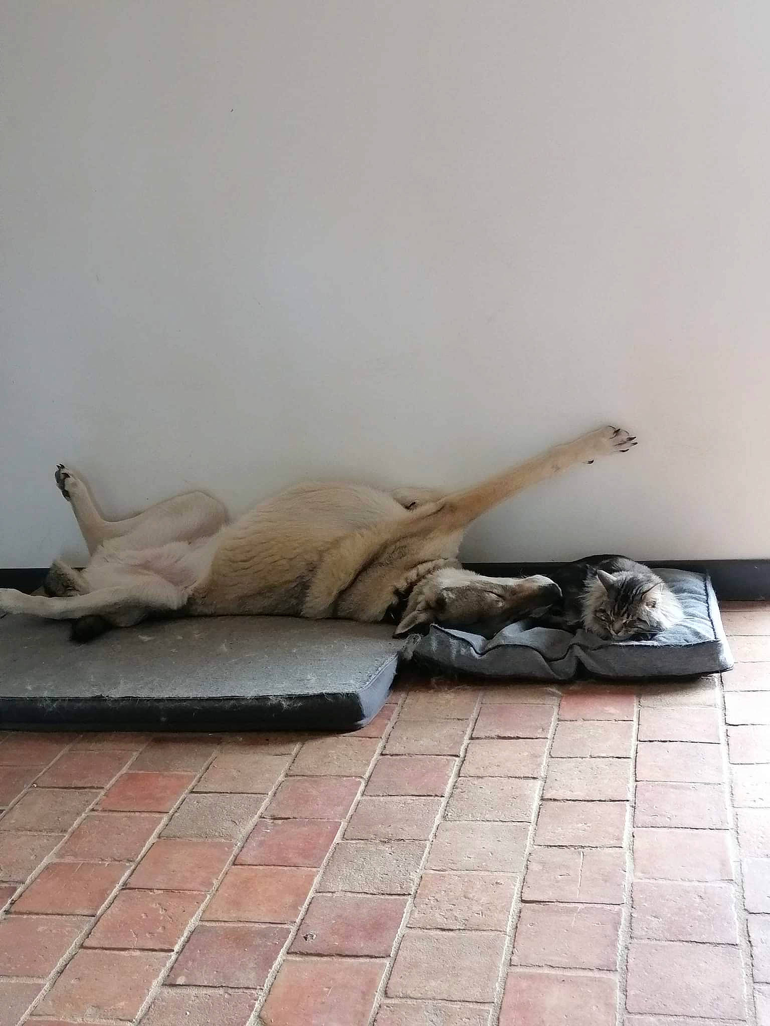 Loki a rejoint le concours — aidez-le/la à gagner de superbes lots ! art, comfort, concrete, dress, floor, flooring, grey, hardwood, human_leg, linens, metal, pattern, road_surface, room, sculpture, sidewalk, sitting, tile, wood, wood_flooring