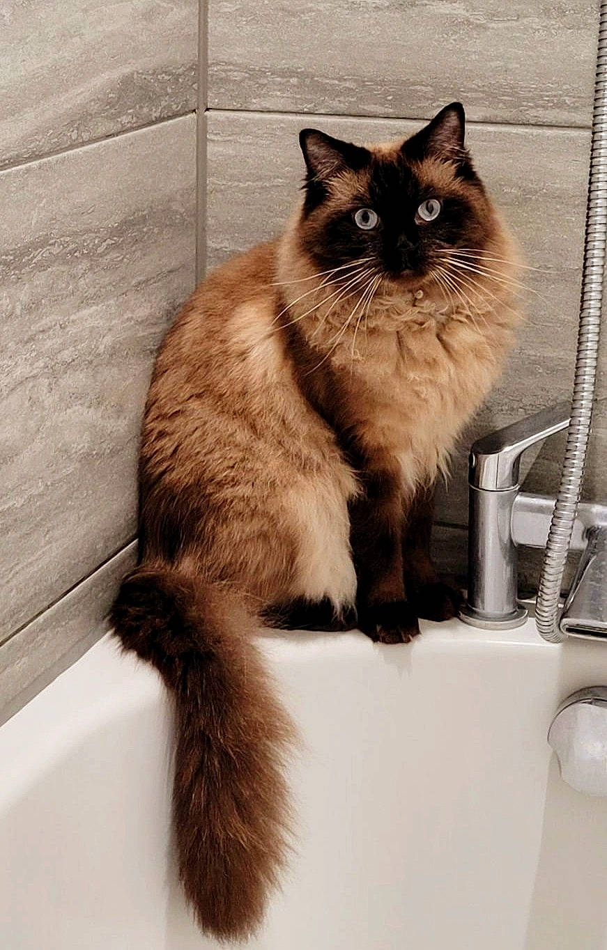 Diego joined the competition — help win amazing prizes! balinese, birman, box, carnivore, cat, claw, fawn, felidae, flooring, fur, plumbing_fixture, ragdoll, siamese, small_to_medium_sized_cats, snout, tail, terrestrial_animal, thai, whiskers, wood