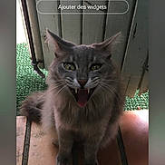 Jenny a rejoint le concours — aidez-le/la à gagner de superbes lots ! cat, grey_cat, feline, pet, animal, mouth_open, sitting, tile_floor, wooden_door, green_surface, indoor, phone_screen, digital_clock, widget, mobile_ui, fur, whiskers, ears, tongue, face
