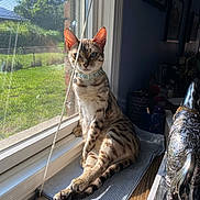 Ursula joined the competition — help win amazing prizes! cat, window, sunlight, striped_cloth, indoor, outdoor, greenery, decor, feline, pet, relaxed, sitting, animal, collar, wooden_surface, shadow, daylight, houseplant, ornament, curious