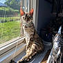 cat, window, sunlight, striped_cloth, indoor, outdoor, greenery, decor, feline, pet, relaxed, sitting, animal, collar, wooden_surface, shadow, daylight, houseplant, ornament, curious