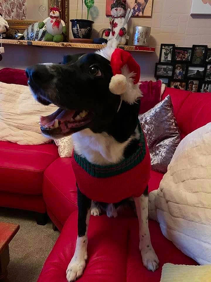 Banksy is registered to the contest to win money with this photo: carnivore, collar, comfort, companion_dog, couch, dog, dog_breed, dog_collar, dog_supply, flooring, fur, guard_dog, houseplant, magenta, pet_supply, picture_frame, pink, shelf, sporting_group, working_animal