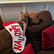 Moose joined the competition — help win amazing prizes! cat, orange_cat, couch, brown_couch, pillow, red_pillow, stocking, christmas_stocking, knitted_stocking, relaxed_cat, indoor, home, furniture, cozy, pet, tabby_cat, resting_cat, holiday_decor, living_room, wall_paneling