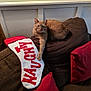 cat, orange_cat, couch, brown_couch, pillow, red_pillow, stocking, christmas_stocking, knitted_stocking, relaxed_cat, indoor, home, furniture, cozy, pet, tabby_cat, resting_cat, holiday_decor, living_room, wall_paneling