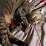 animal, bedspread, cat, comfort, cozy, cute, domestic_animal, feline, floral_pattern, fur, indoor, paw, peaceful, pet, relaxing, rest, sleeping, soft, tabby, whiskers