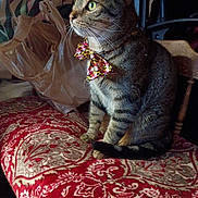 Romeo is registered to the contest to win money with this photo: cat, tabby, bow_tie, sitting, cushion, patterned, red, beige, indoor, furniture, plastic_bag, pet, animal, whiskers, ears, fur, side_view, domestic_cat, household, curious