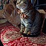 cat, tabby, bow_tie, sitting, cushion, patterned, red, beige, indoor, furniture, plastic_bag, pet, animal, whiskers, ears, fur, side_view, domestic_cat, household, curious