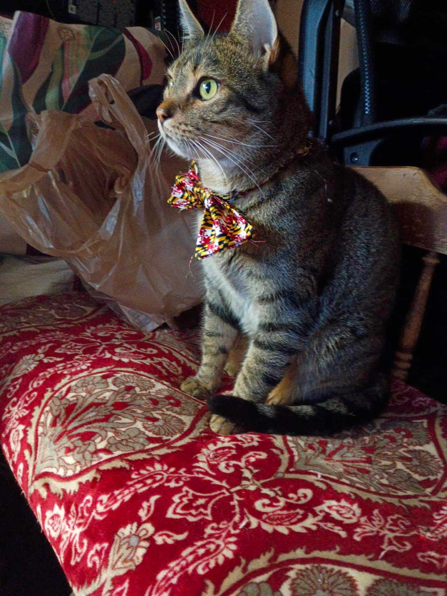 Romeo is registered to the contest to win money with this photo: cat, tabby, bow_tie, sitting, cushion, patterned, red, beige, indoor, furniture, plastic_bag, pet, animal, whiskers, ears, fur, side_view, domestic_cat, household, curious