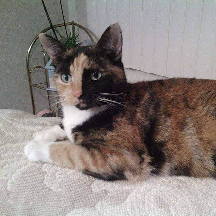 Dolly is registered to the contest to win money with this photo: carnivore, cat, cat_supply, comfort, domestic_short_haired_cat, felidae, flowerpot, fur, houseplant, paw, pet_supply, plant, sitting, small_to_medium_sized_cats, snout, tail, terrestrial_animal, whiskers