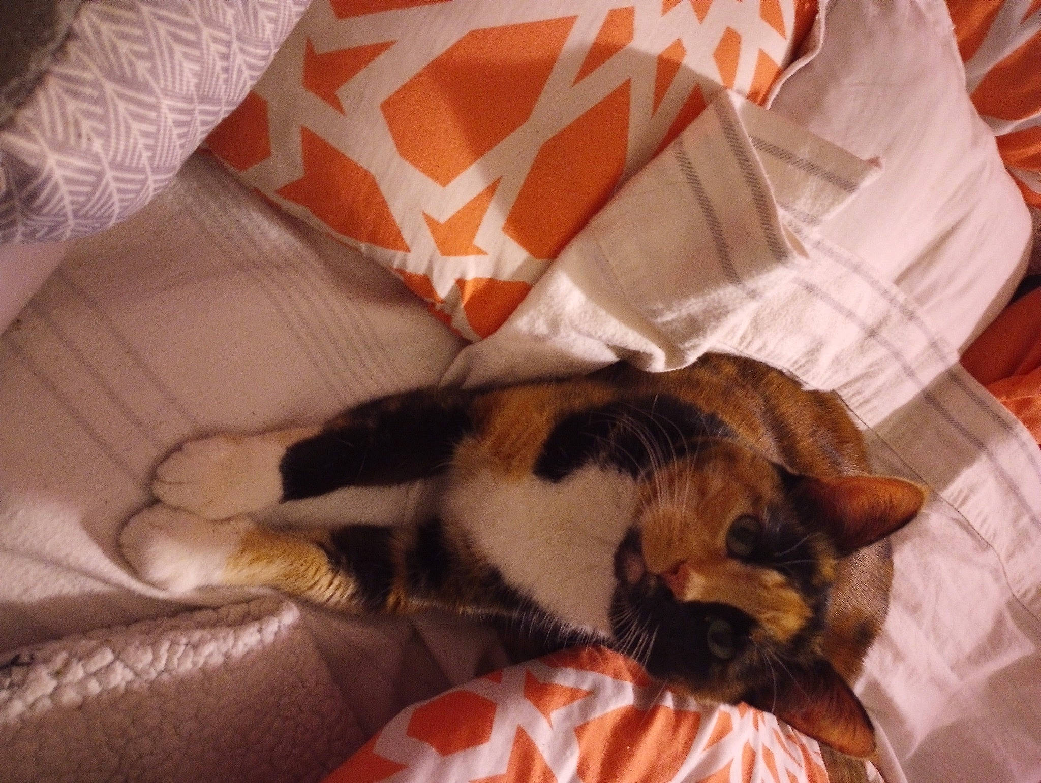 Dolly joined the competition — help win amazing prizes! canidae, carnivore, cat, claw, comfort, companion_dog, couch, dog_breed, domestic_short_haired_cat, felidae, fur, linens, nap, paw, small_to_medium_sized_cats, sporting_group, tail, textile, whiskers, wood