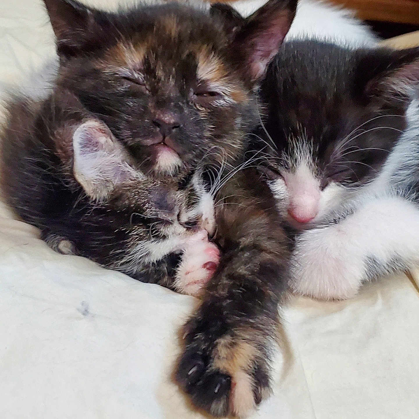 Max is registered to the contest to win money with this photo: animal, cat, closeup, cozy, cute, domestic_animal, feline, fur, indoors, kitten, paw, pet, resting, sleep, sleeping, snuggling, soft, three_kittens, whiskers, young