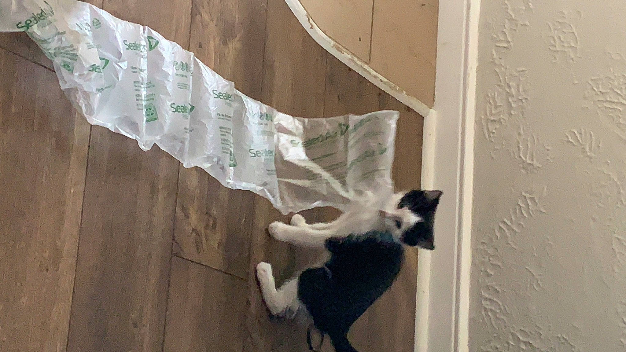 Tonic joined the competition — help win amazing prizes! carnivore, cat, felidae, small_to_medium_sized_cats, tail, textile, whiskers, window