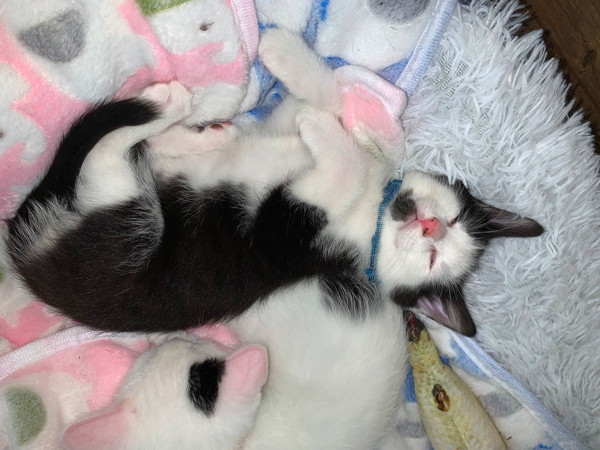 Tonic joined the competition — help win amazing prizes! canidae, carnivore, cat, claw, fawn, felidae, fur, japanese_bobtail, kitten, nap, paw, polydactyl_cat, puppy, small_to_medium_sized_cats, tail, whiskers