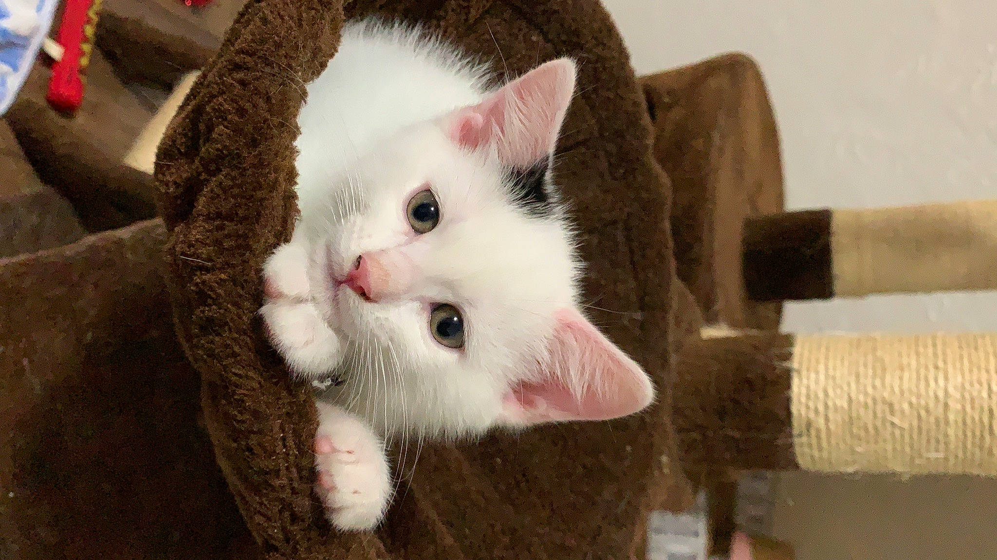 Gin joined the competition — help win amazing prizes! asian, carnivore, cat, domestic_short_haired_cat, eye, felidae, fur, khao_manee, kitten, mammal, nose, paw, polydactyl_cat, skin, small_to_medium_sized_cats, snout, turkish_angora, turkish_van, vertebrate, whiskers