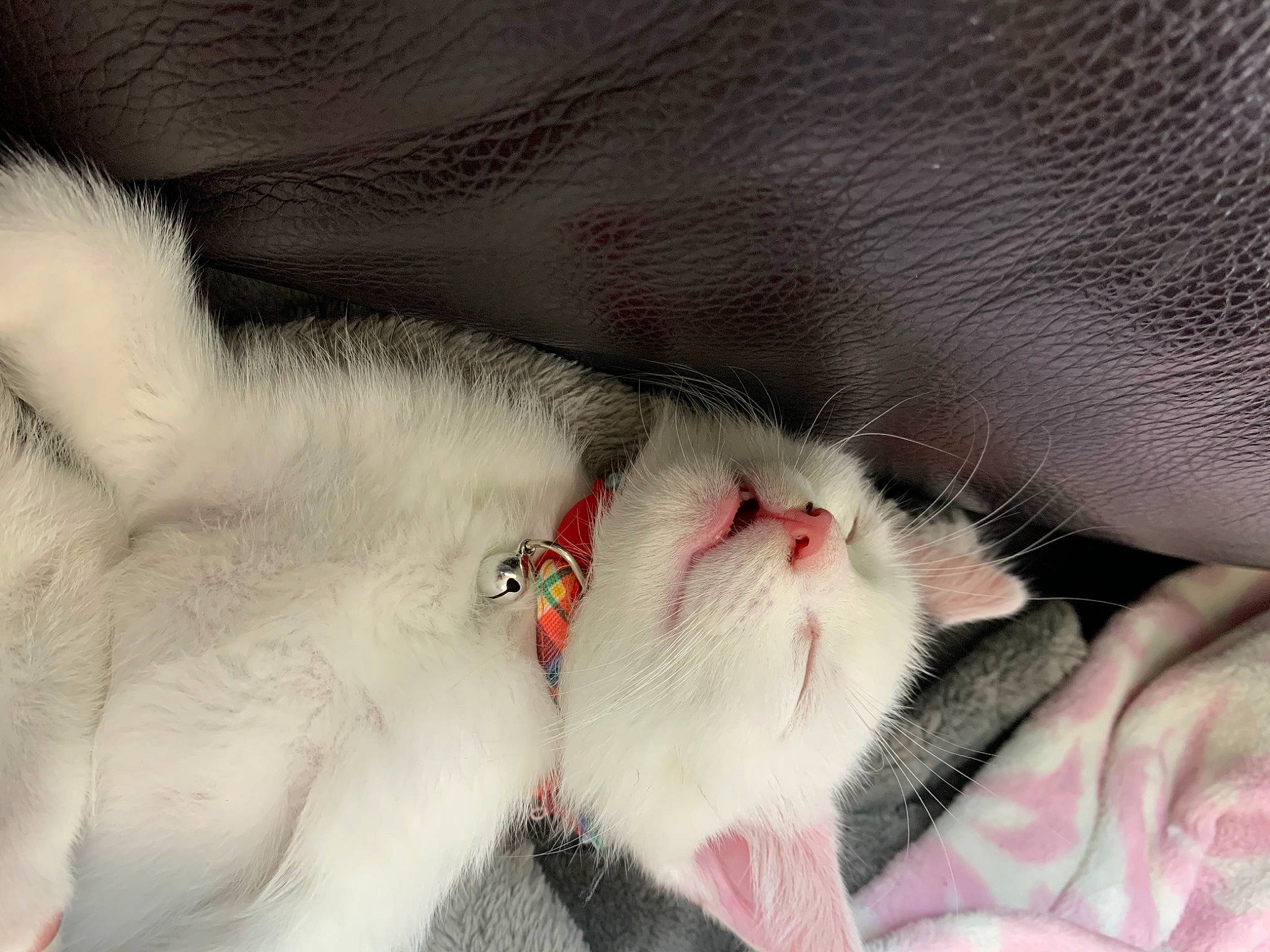 Gin is registered to the contest to win money with this photo: burmilla, carnivore, cat, claw, close_up, eye, felidae, fur, hand, kitten, mouth, nose, paw, polydactyl_cat, ragdoll, singapura, skin, small_to_medium_sized_cats, snout, whiskers