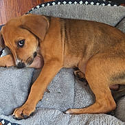 Bella joined the competition — help win amazing prizes! animal, brown, cozy, cute, dog, domestic_animal, ears, fur, home, indoor, laying_down, looking_away, paw, pet_bed, puppy, resting, sleepy, soft_bed, wooden_floor, young_dog