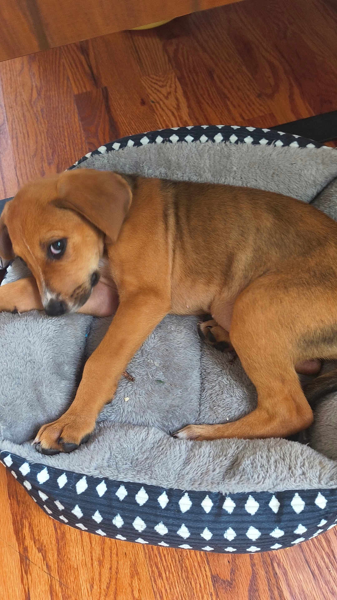 Bella