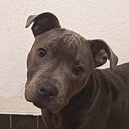 Aïoli a rejoint le concours — aidez-le/la à gagner de superbes lots ! dog, pet, close_up, gray_coat, curious, head_tilt, indoors, wall, portrait, canine, animal, mammal, ears, snout, whiskers, friendly, companion, looking_at_camera, domestic_animal, young_dog