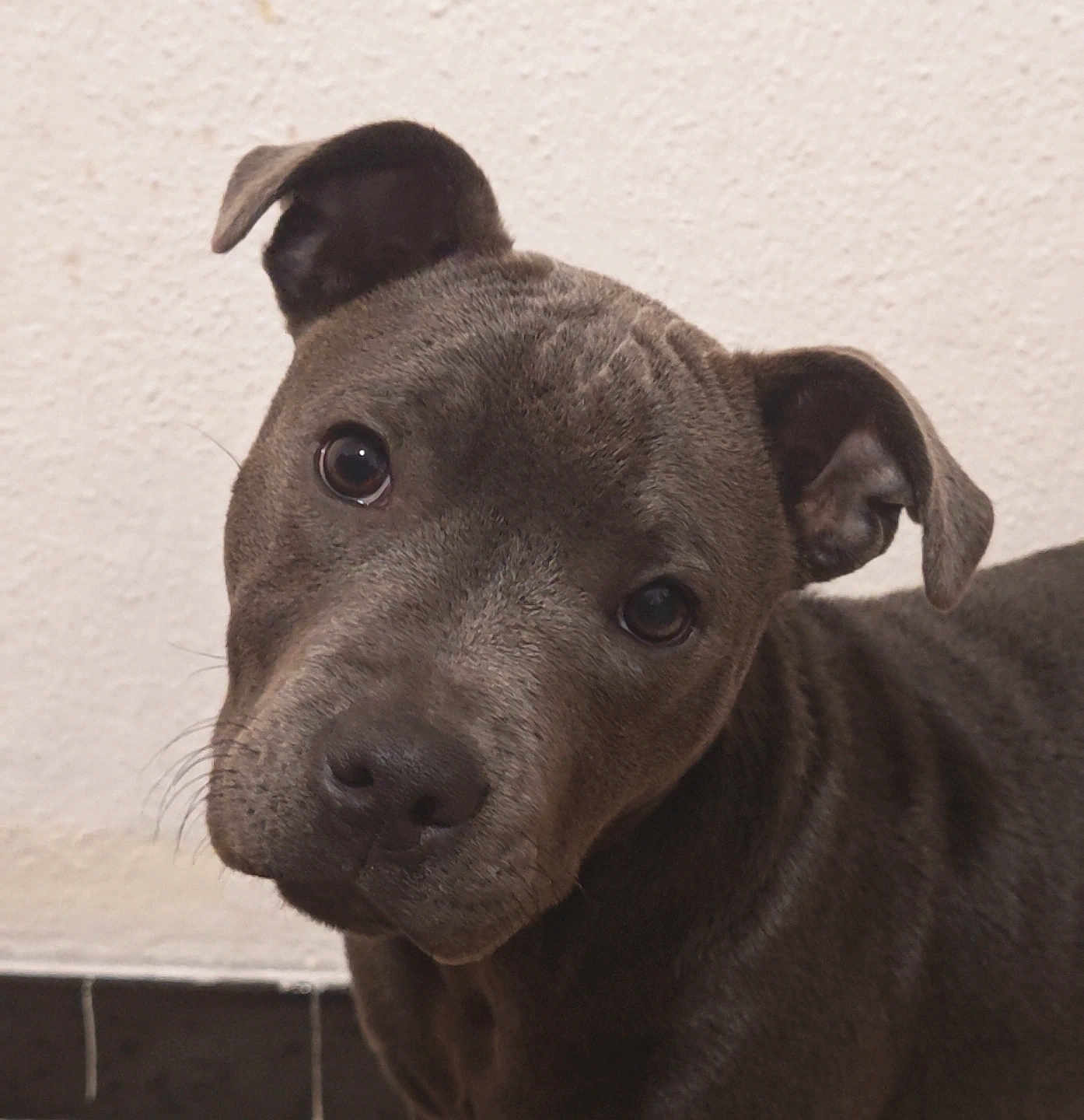 Aïoli a rejoint le concours — aidez-le/la à gagner de superbes lots ! dog, pet, close_up, gray_coat, curious, head_tilt, indoors, wall, portrait, canine, animal, mammal, ears, snout, whiskers, friendly, companion, looking_at_camera, domestic_animal, young_dog