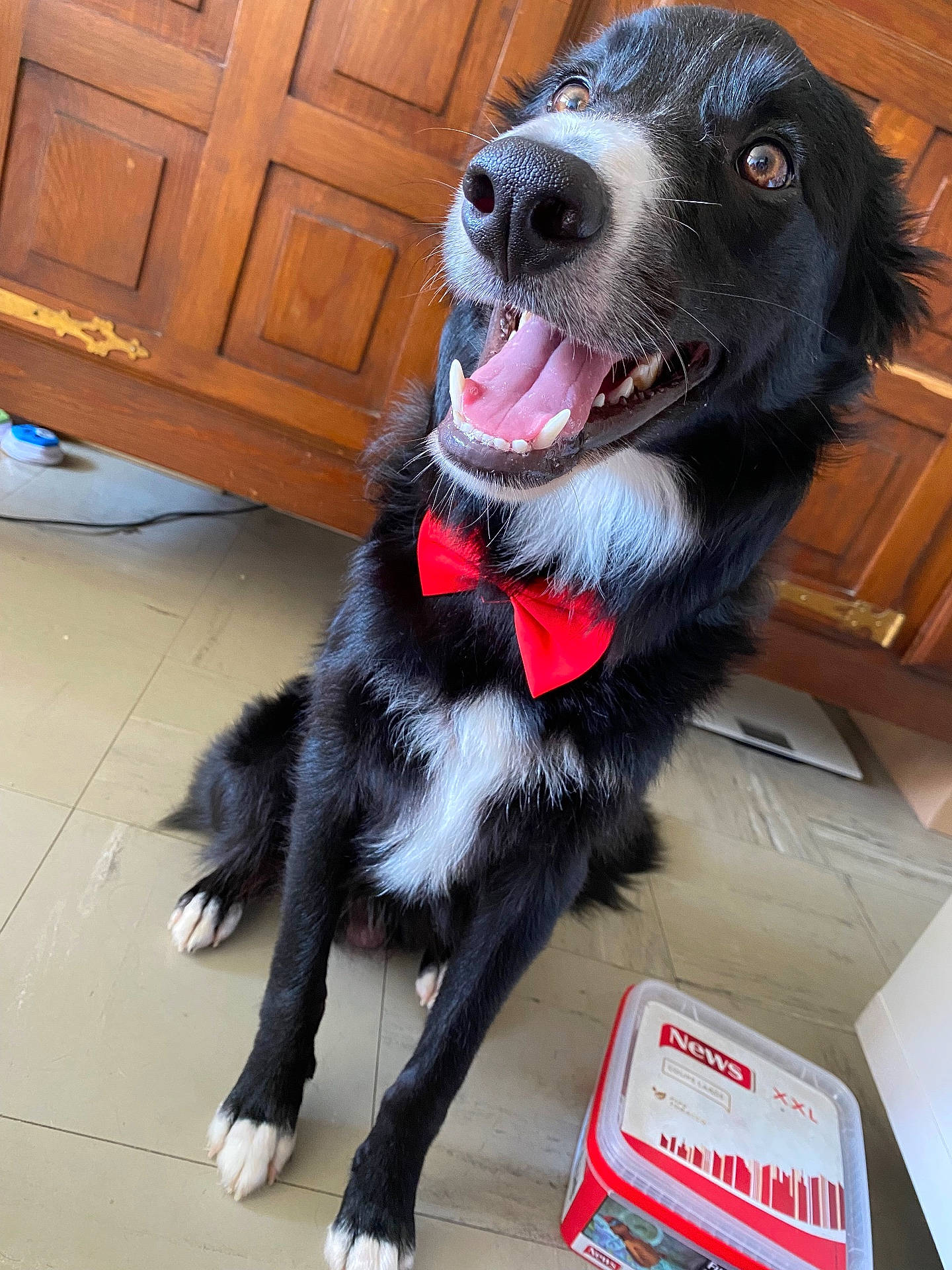 Rocky a rejoint le concours — aidez-le/la à gagner de superbes lots ! animal, architecture, box, building, cabinet, canine, dog, door, furniture, hardwood, husky, indoors, interiordesign, livingroom, mat, pet, plywood, puppy, stainedwood, wood