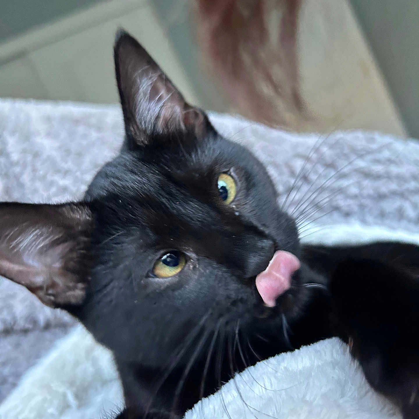 Bert is registered to the contest to win money with this photo: abyssinian, animal, blackcat, blanket, bodypart, canine, cat, dog, finger, hand, kitten, manx, mouth, person, pet, tongue
