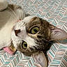 cat, pet, feline, close_up, portrait, green_eyes, whiskers, pink_nose, fur, tabby, white_fur, brown_fur, pink_collar, glitter, lying_down, upside_down, bed, bedding, patterned_background, indoor