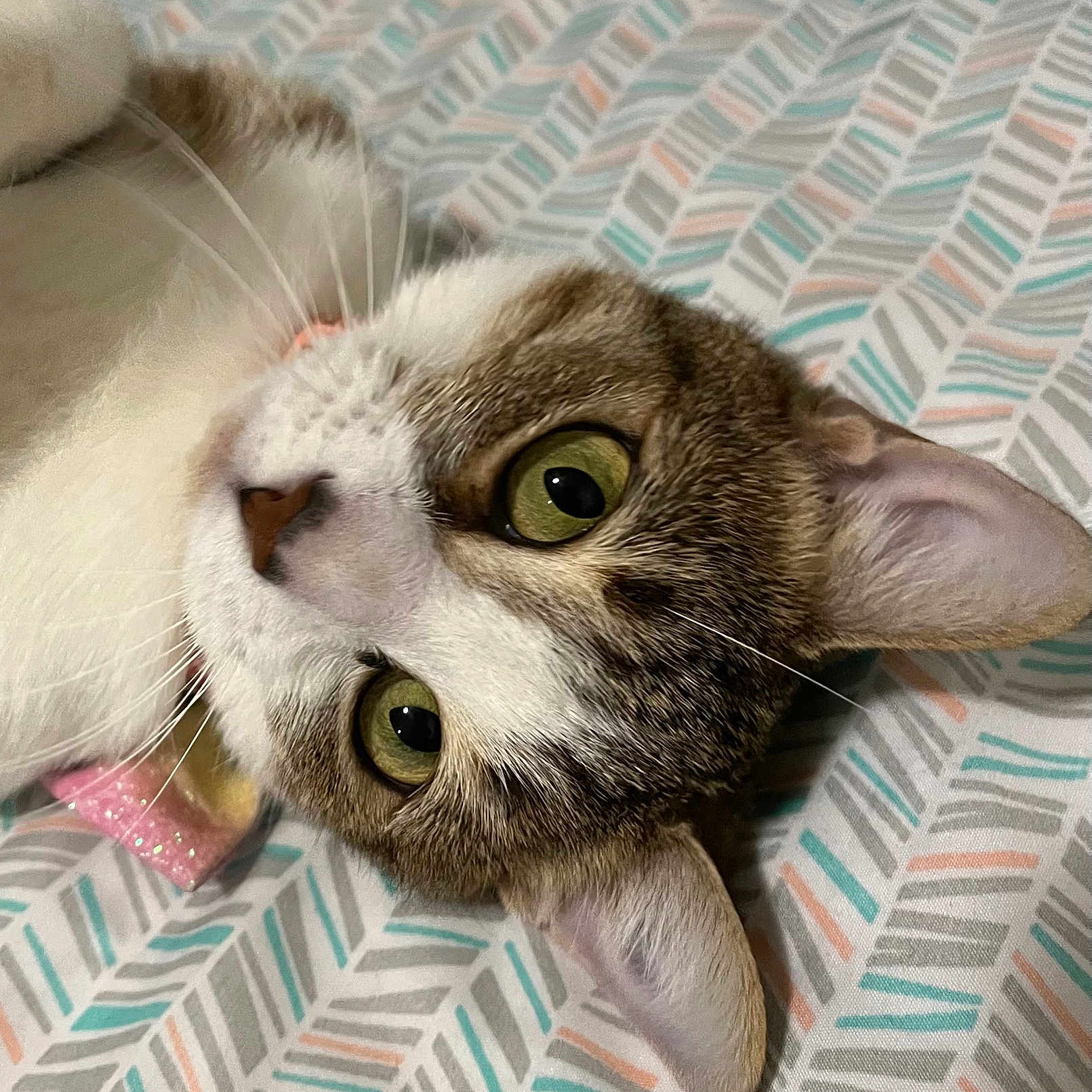 Gia
