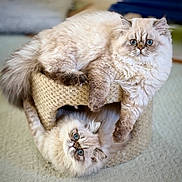 Punkin And Pepper is registered to the contest to win money with this photo: cat, cats, kitten, fluffy, long_fur, blue_eyes, persian_cat, two_cats, cat_tree, scratching_post, indoor, carpet, pet, cute, relaxed, paws, face, fur, playful, stacked