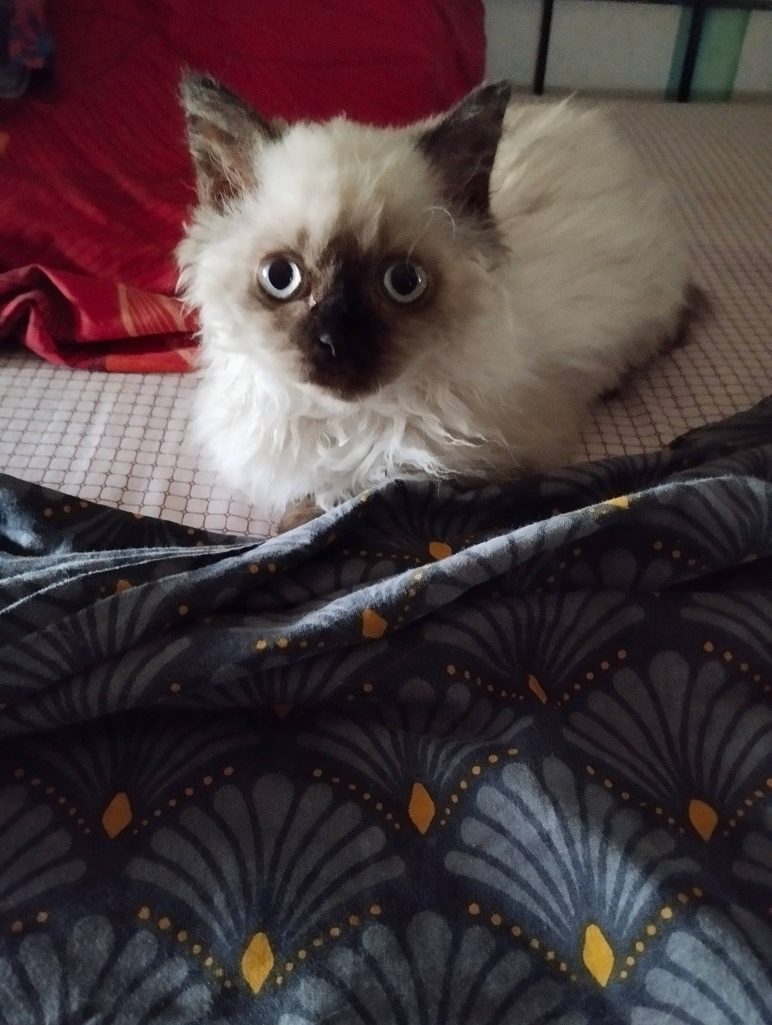 Baudelaire a rejoint le concours — aidez-le/la à gagner de superbes lots ! bag, birman, carnivore, cat, companion_dog, fawn, felidae, fur, linens, luggage_and_bags, pattern, siamese, small_to_medium_sized_cats, snout, terrestrial_animal, whiskers