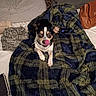 dog, pet, small_dog, tri_color, black_and_white, brown_markings, face, eyes, nose_licking, sitting, blanket, plaid, bed, bedroom, pillows, leopard_print, cozy, indoor, handbag, clothing