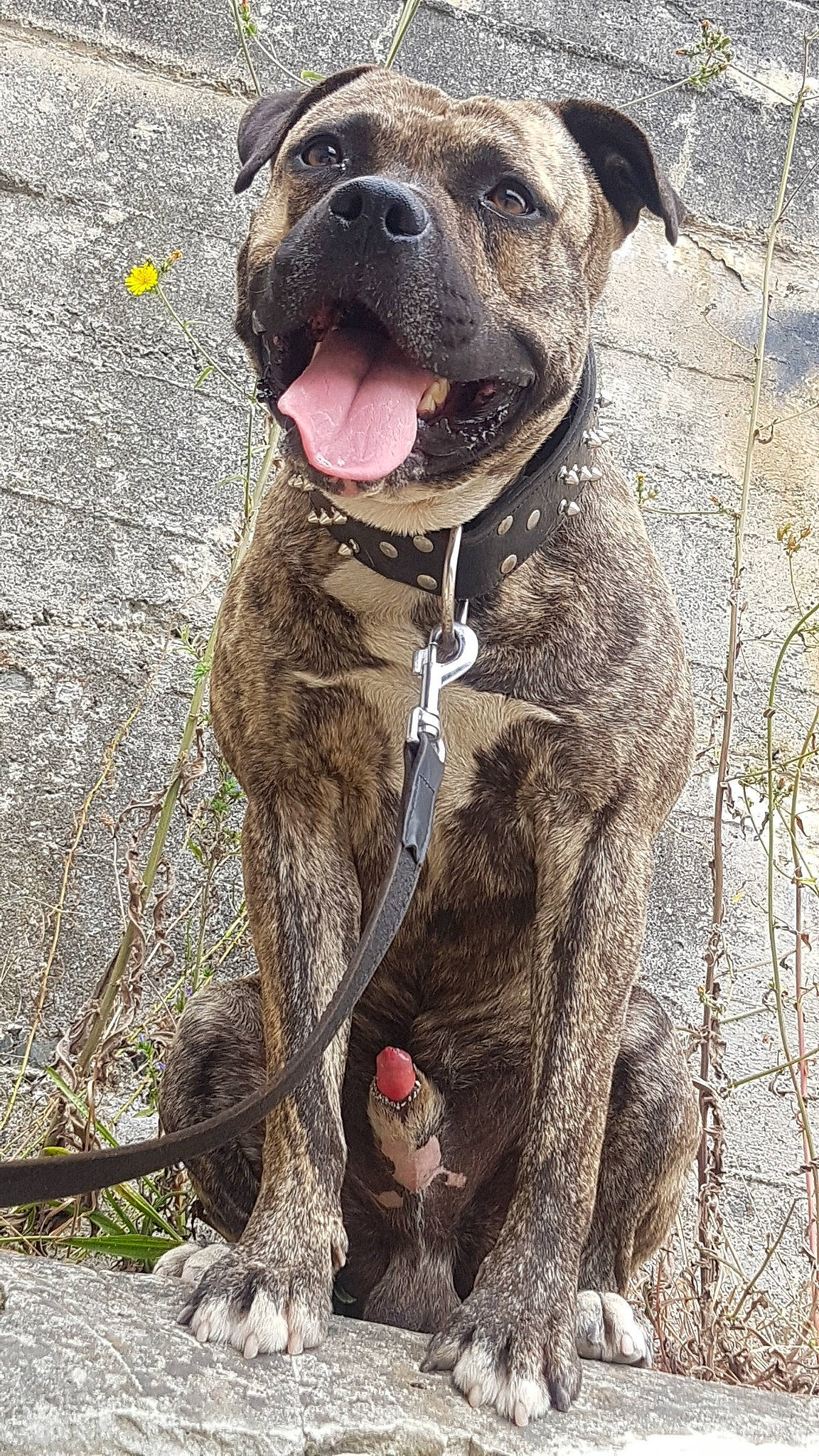 Boss participe au concours pour gagner de l'argent avec cette photo :