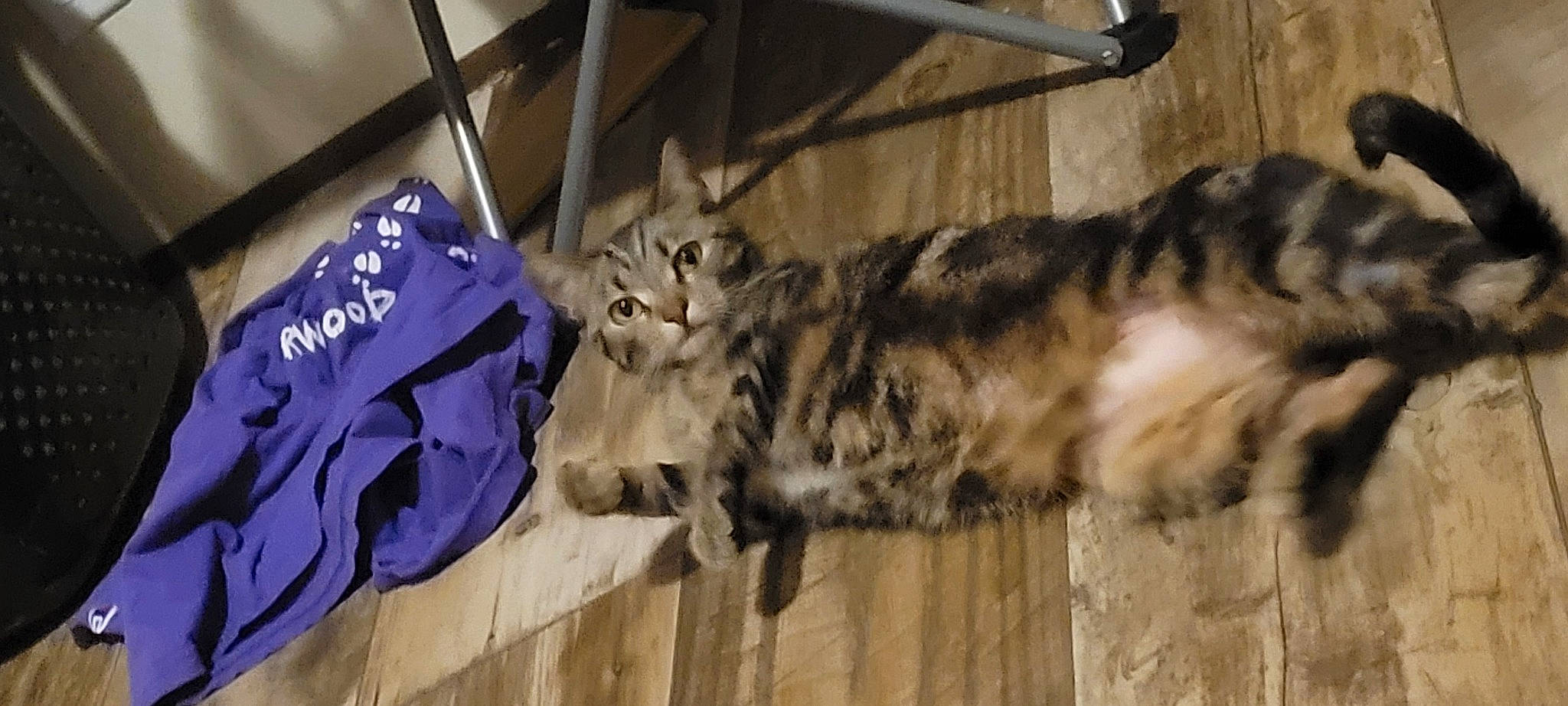 Anastasia is registered to the contest to win money with this photo: big_cats, canidae, carnivore, cat, claw, domestic_short_haired_cat, fawn, felidae, fur, hardwood, lynx, paw, small_to_medium_sized_cats, snout, sporting_group, tail, terrestrial_animal, whiskers, wildlife, wood